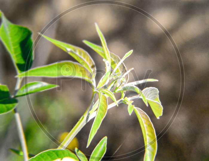 Beautiful leaf image portrait view