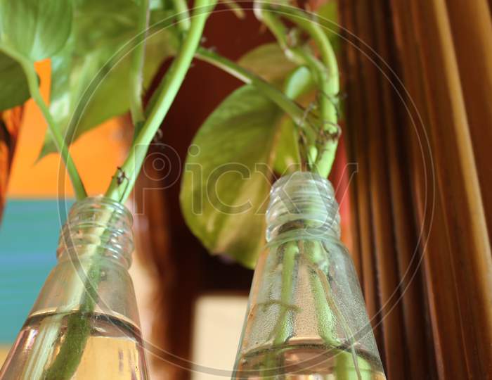 plant in recycled/up cycled glass bottle