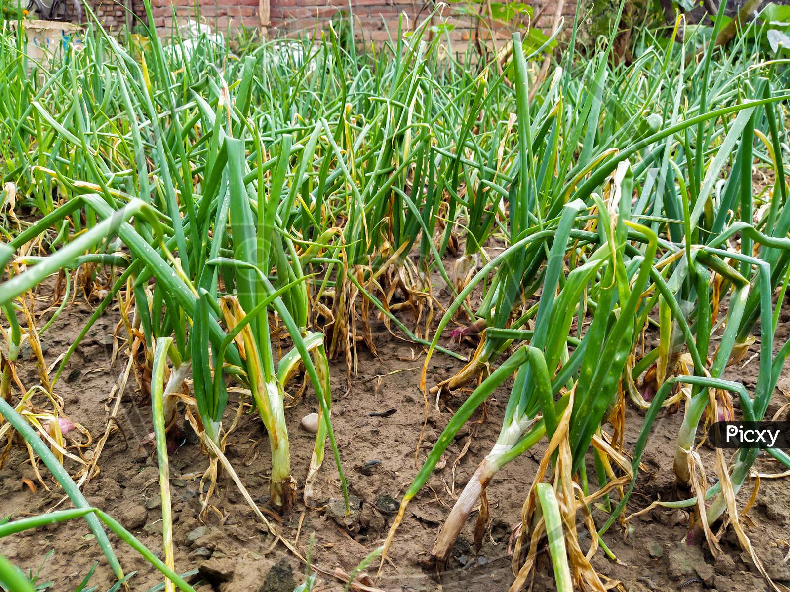 Close-Up Of Organic Green Onion Plantation In The Vegetable Garden Agriculture