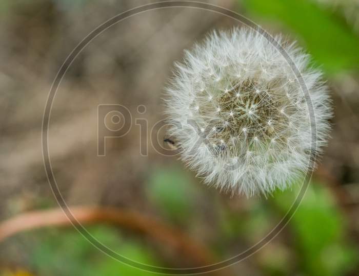 Dandelion Close Up Surrounded By Grass