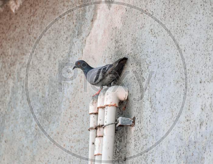pigeon sitting peacefully on a pipe searching for food