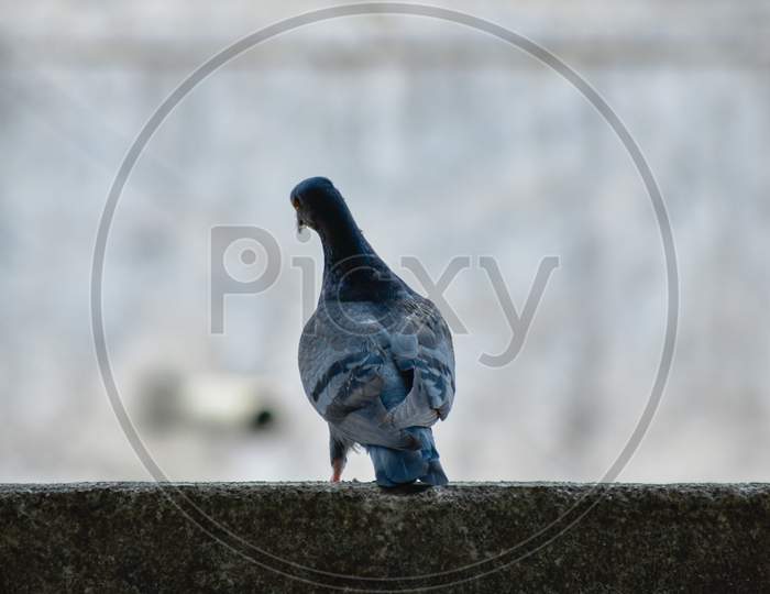 beautiful shot of pigeon from back