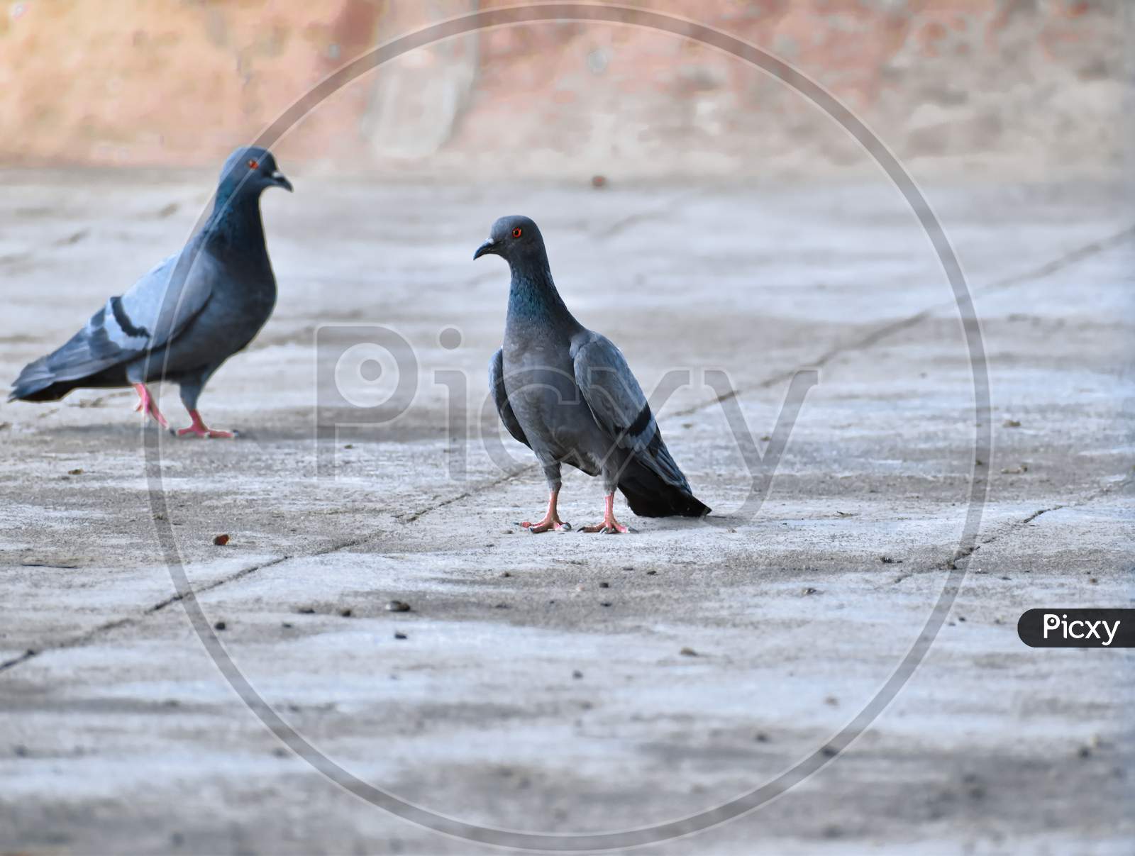 two piegions on the concrete floor looking for food. Selectively focused