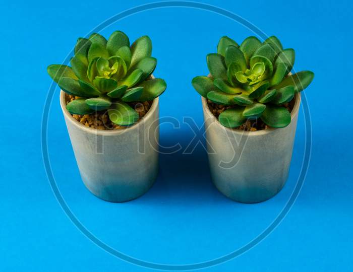 Succulent Plant On Color White Paper Background, Top View, Flat Lay