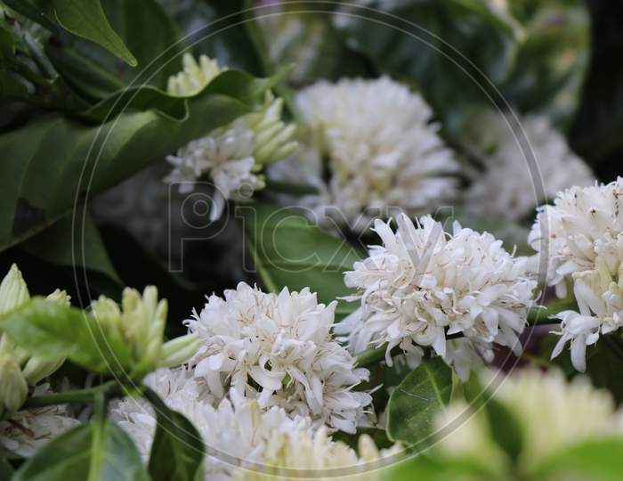 Coffee Flower Blooming Of Robusta Coffee Plant