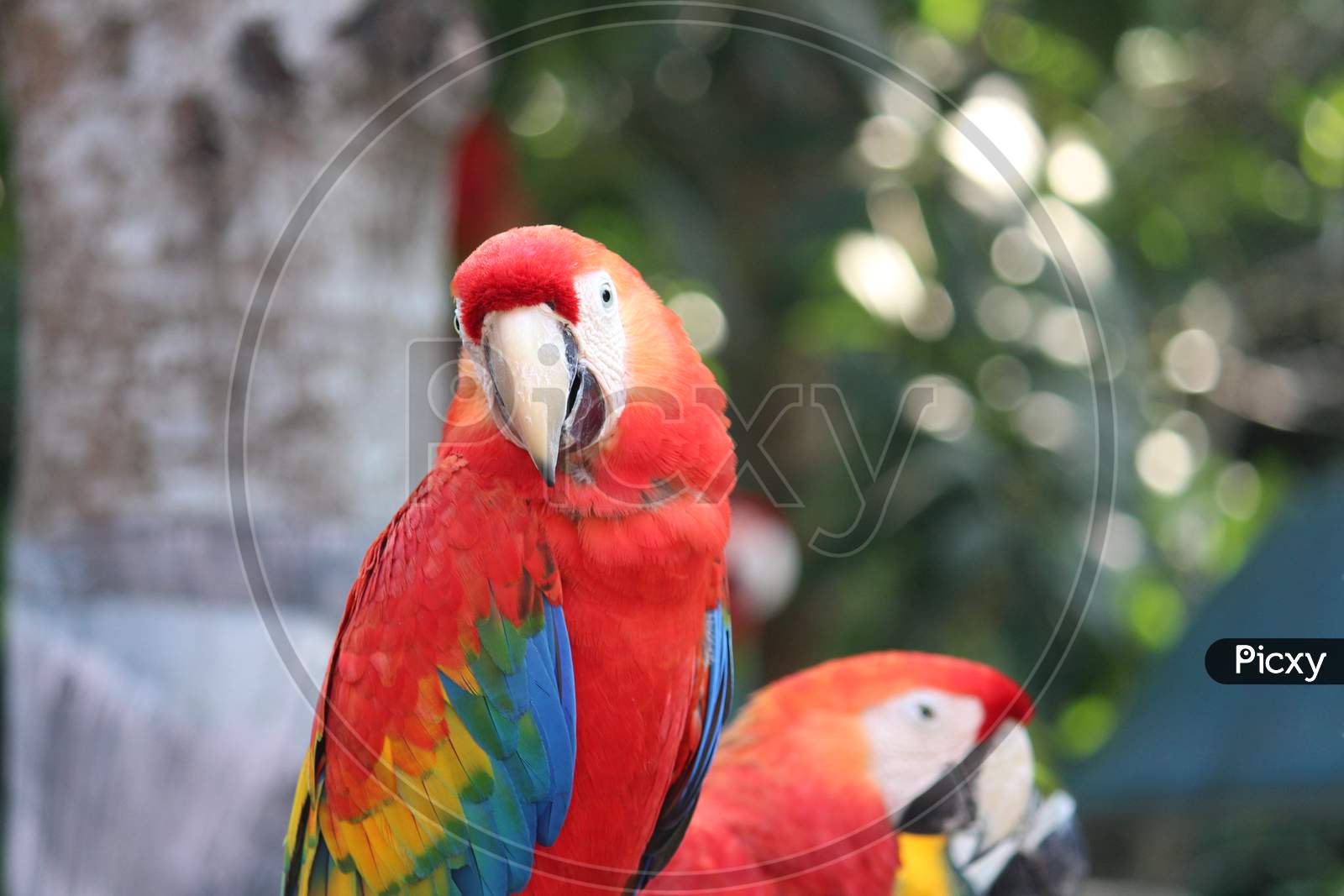 Macaw Parrot colourful with front facing