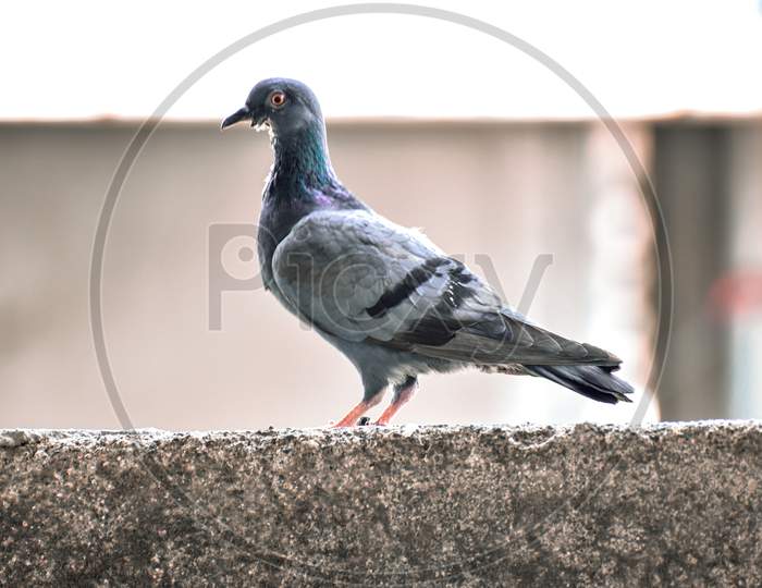 Pigeon seen rarely on a terrace during quarantine days. Selectively focused