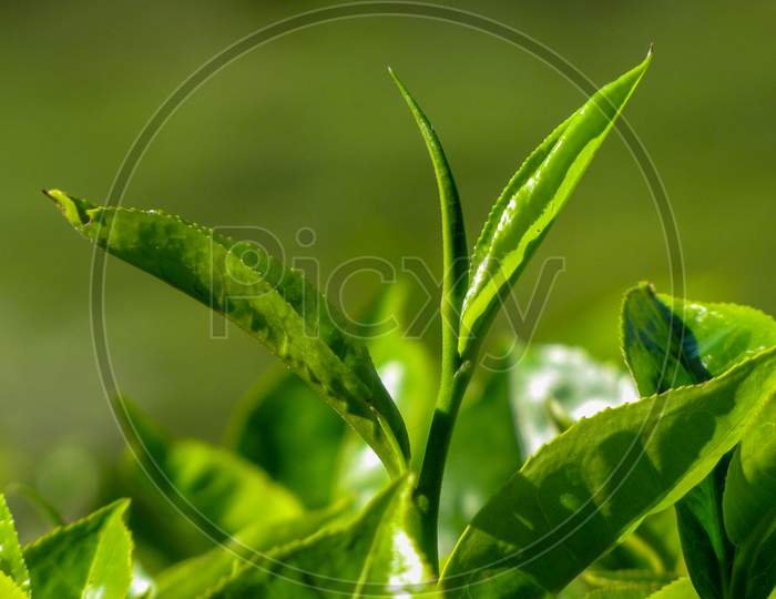 Tea Leaf close up, Munnar, Kerala