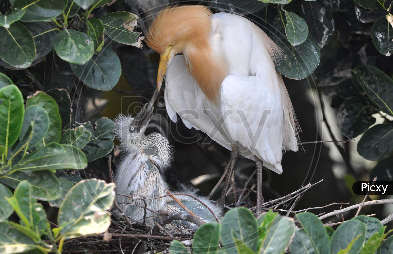 An Egret Feeds Her Chicks In A Nest On The Banks Of The Brahmaputra River In Pan Bazar Area Of Guwahati, May 5, 2020.