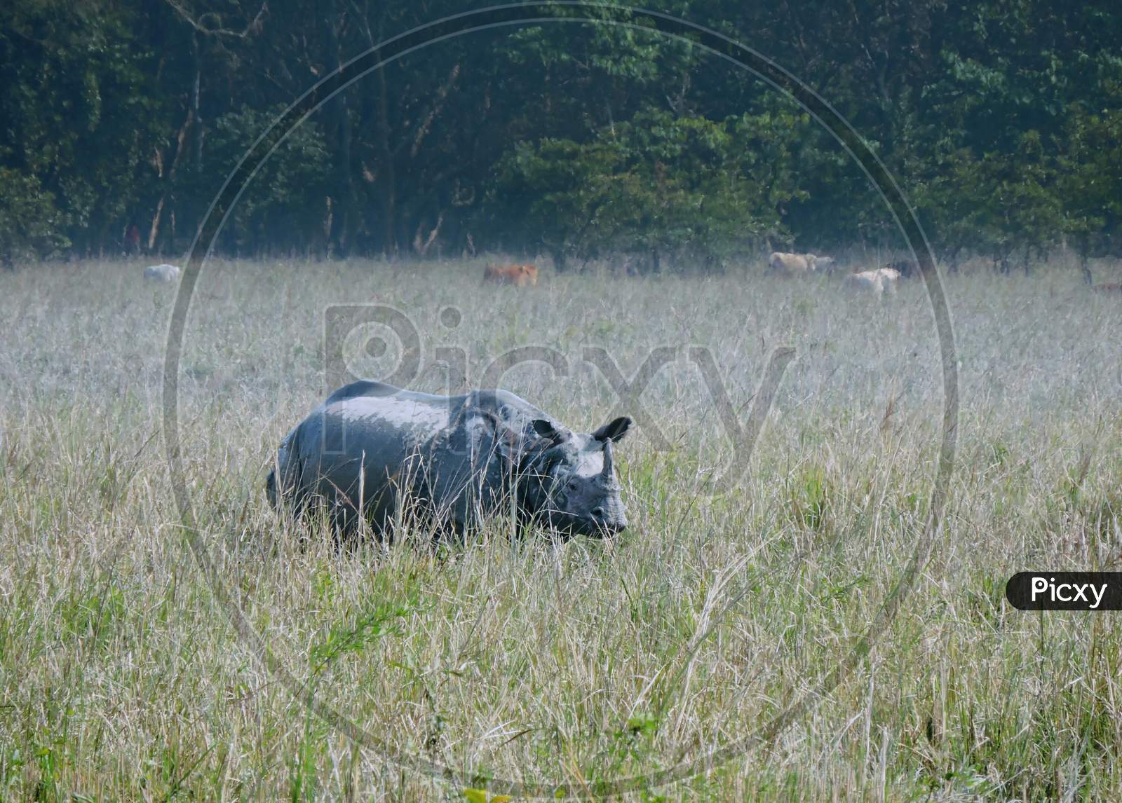 Pobitora Wildlife Sanctuary, Assam