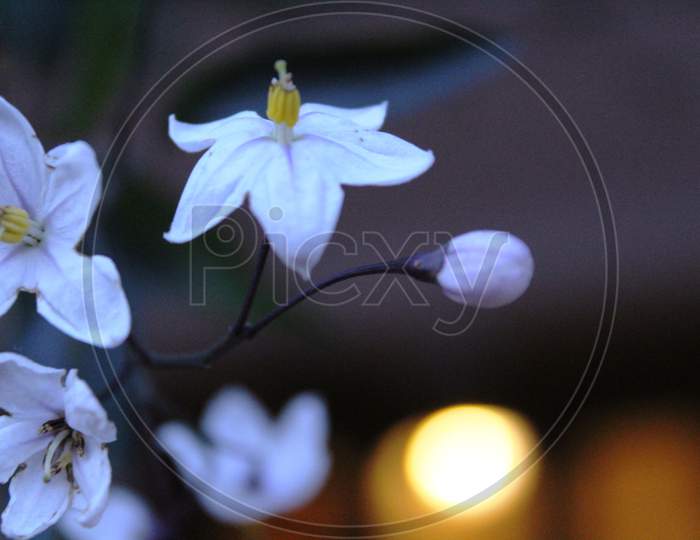 Flower in dim light