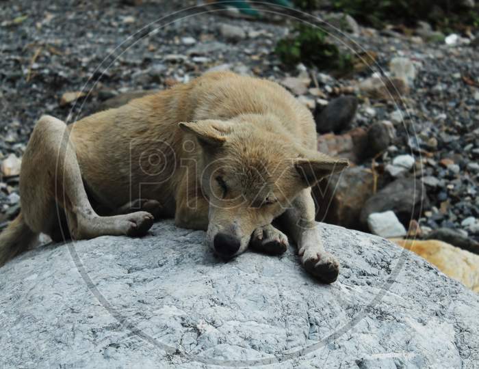 Dog Sleeping On A Rock