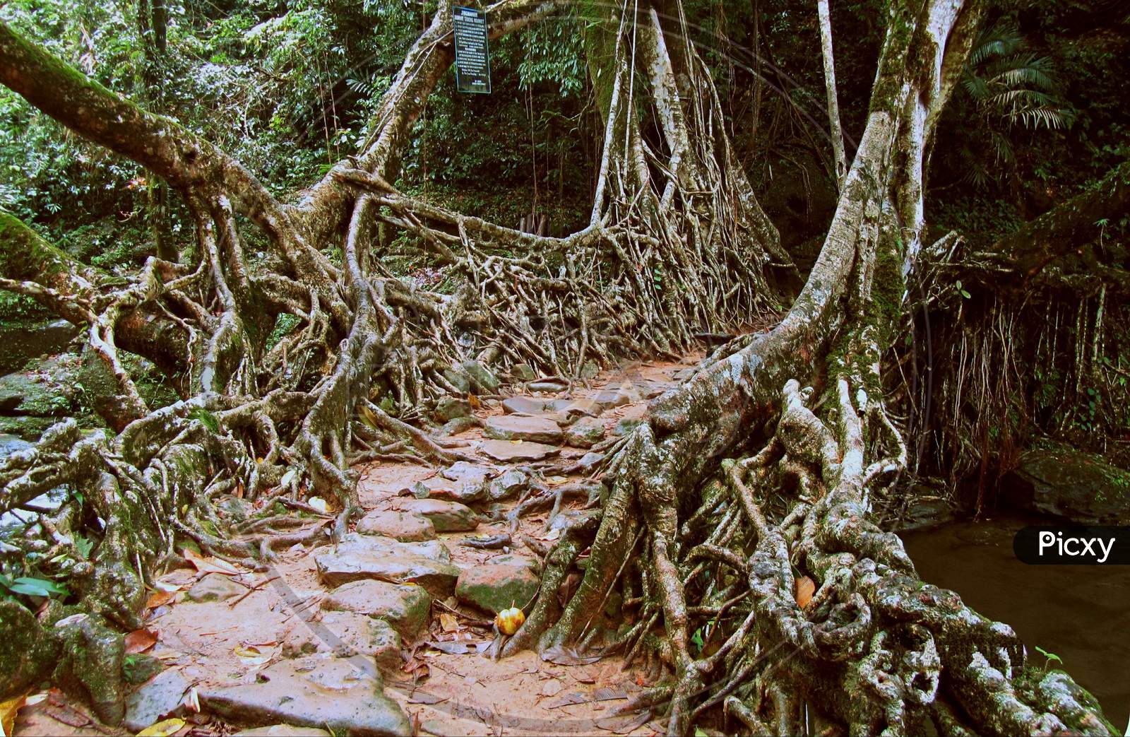 Living root bridge, Meghalaya