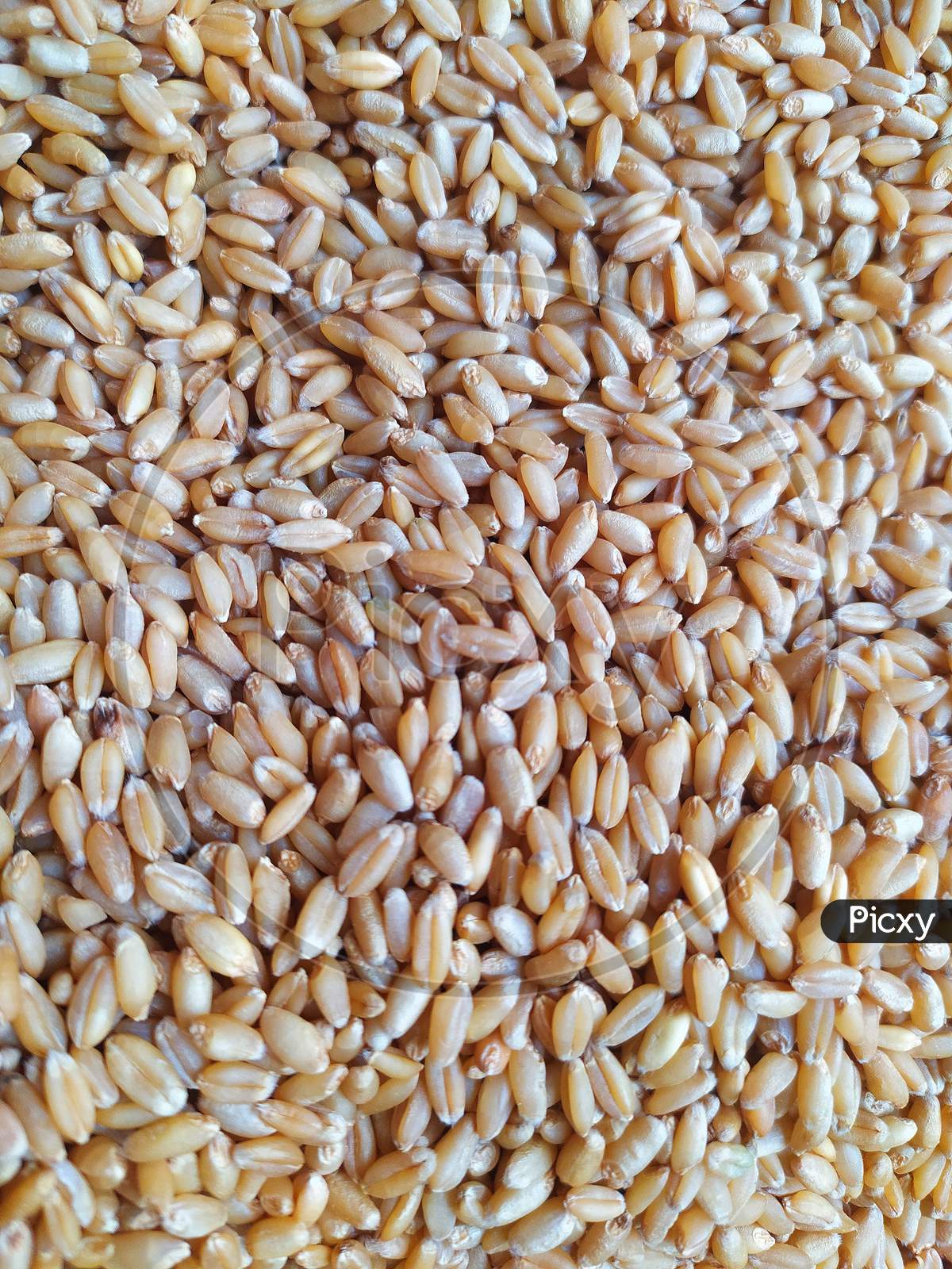 Background texture of uncooked Wheat