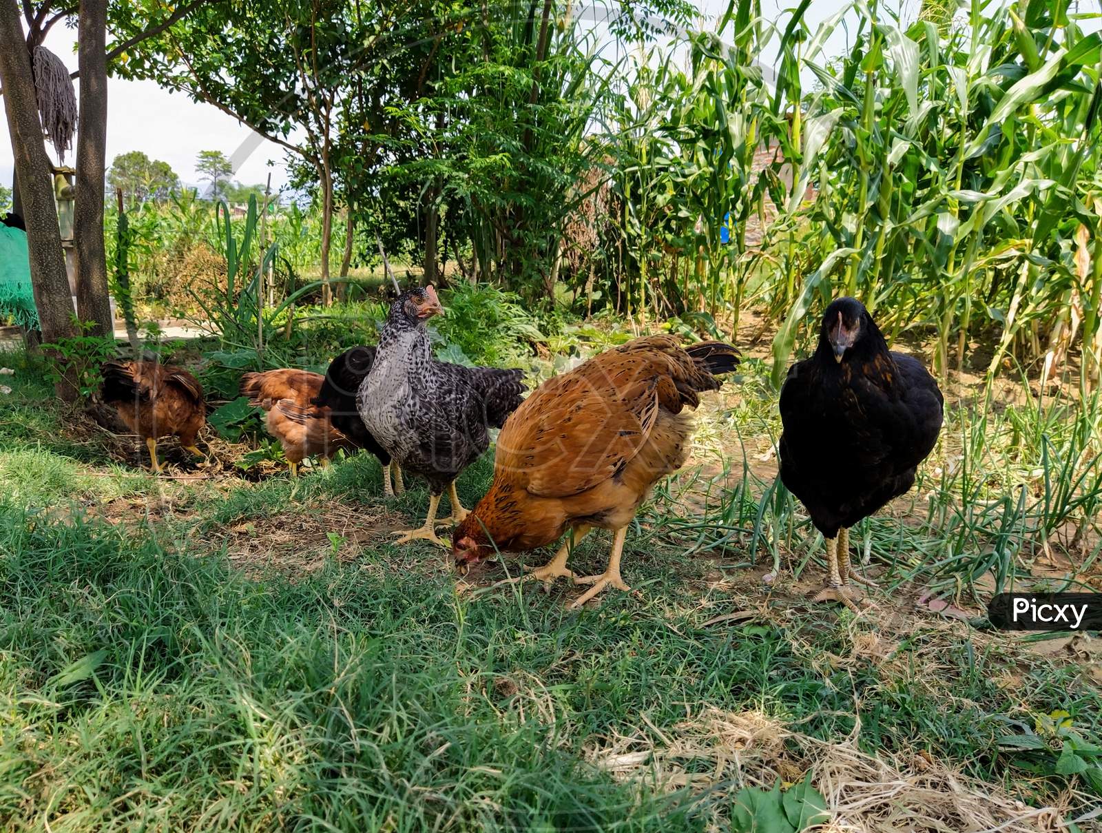 Nepali Local Chickens At Feeding Time In The Farm -Stock Image