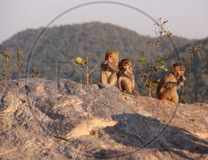 Later in the afternoon, baby monkeys are playing on the top of the hill at hundru waterfalls Ranchi Jharkhand in India