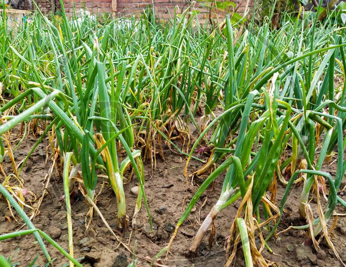 Close-Up Of Organic Green Onion Plantation In The Vegetable Garden Agriculture
