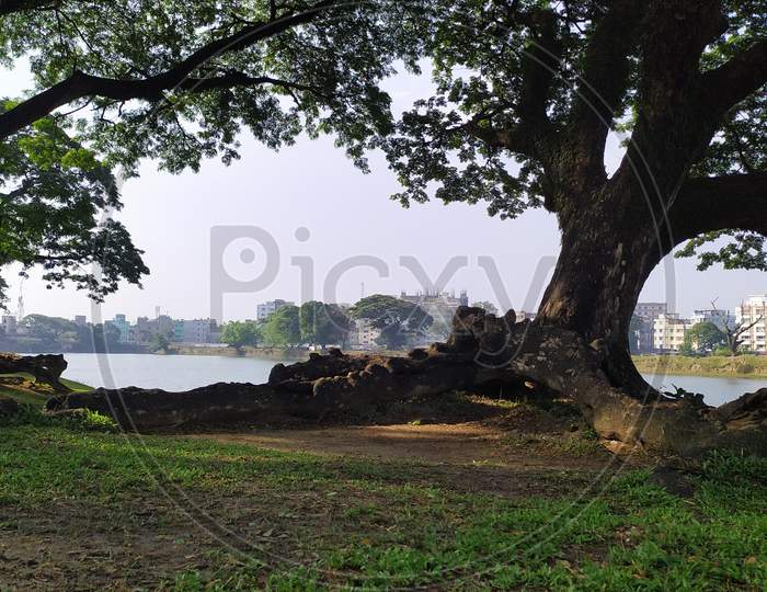 Banyan tree and lake