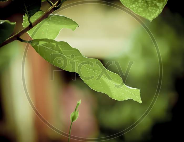 greeny leaf of a plant during monsoon