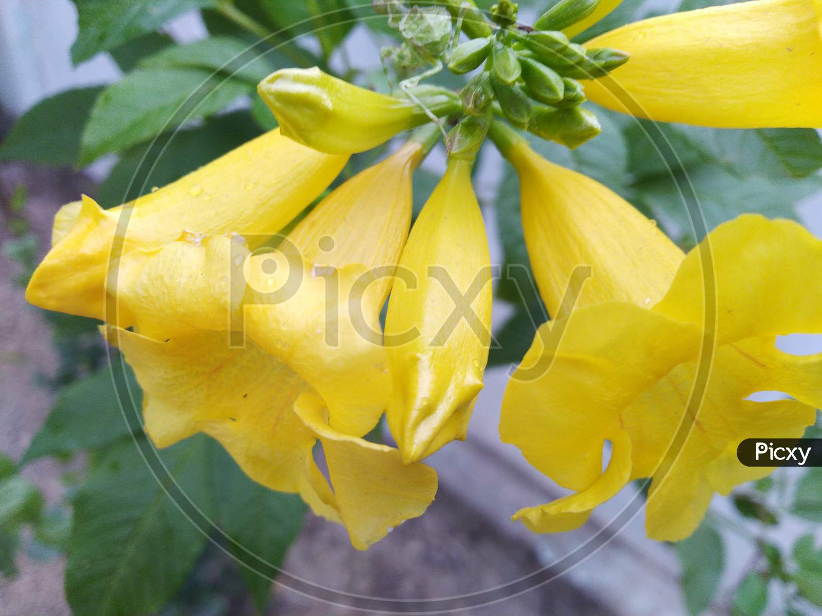 Yellow color beautiful flowers in home gardens speed smell