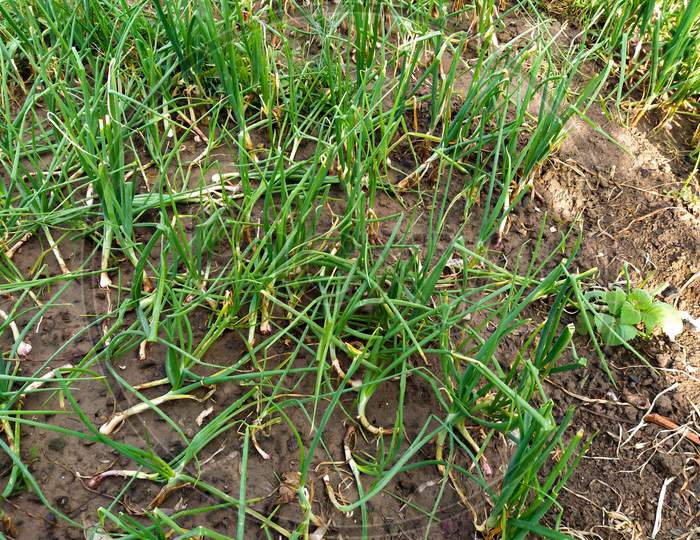 Organic Onion Plantation In The Vegetable Garden Agriculture