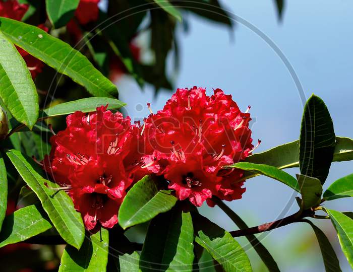 Closeup Of Red Rhododendron Flowers In Garden At Morning,Green Nature Background,Red Rhododendron Flower, Red Azalea,Selective Focus