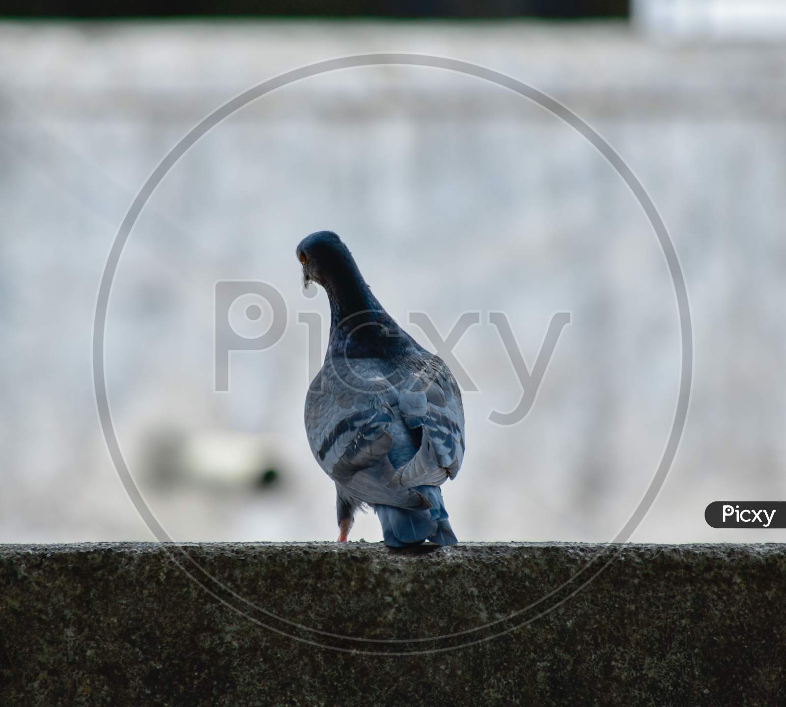 beautiful shot of pigeon from back