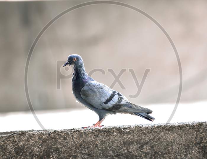 pigeon sitting peacefully on wall