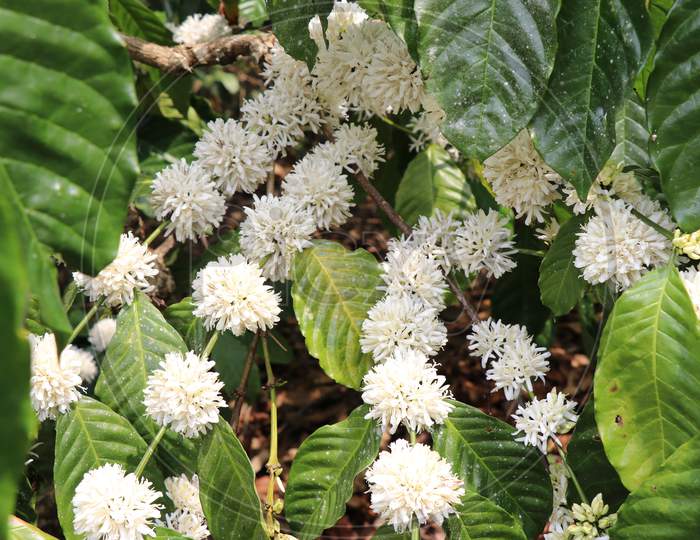 Bunch Of Coffee Flowers Blooming In Branches Of Robusta Coffee