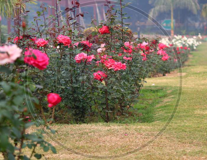 Roses in National Rose Garden, New Delhi