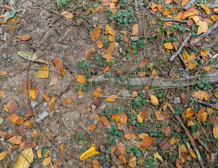 Yellow, Orange And Green Tree Leaves On The Floor Of A Forest.
