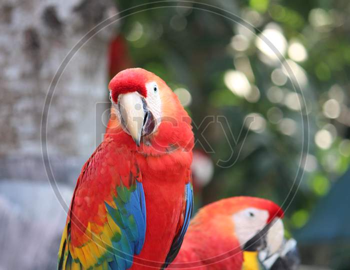 Macaw Parrot colourful with front facing