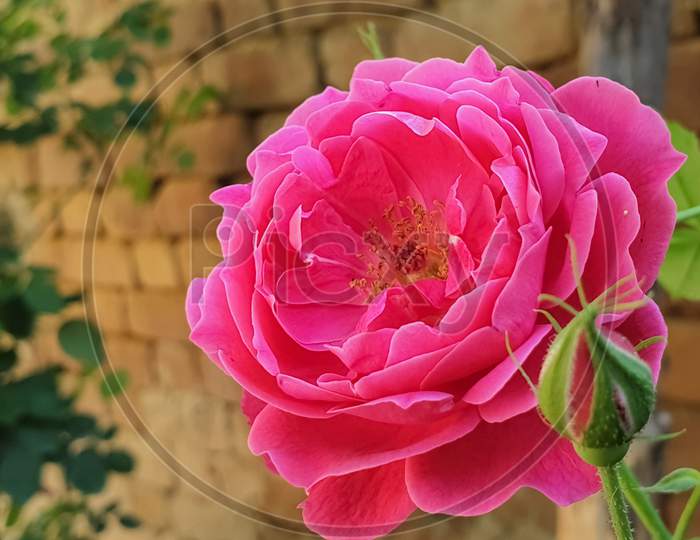 Pink rose close up photo in garden, bricks in background