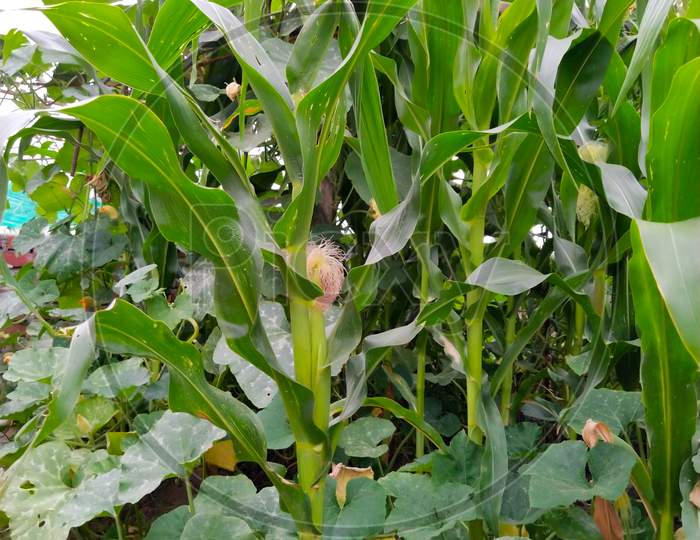 Closeup Of A Green Leaf From Maize Plant In The Field