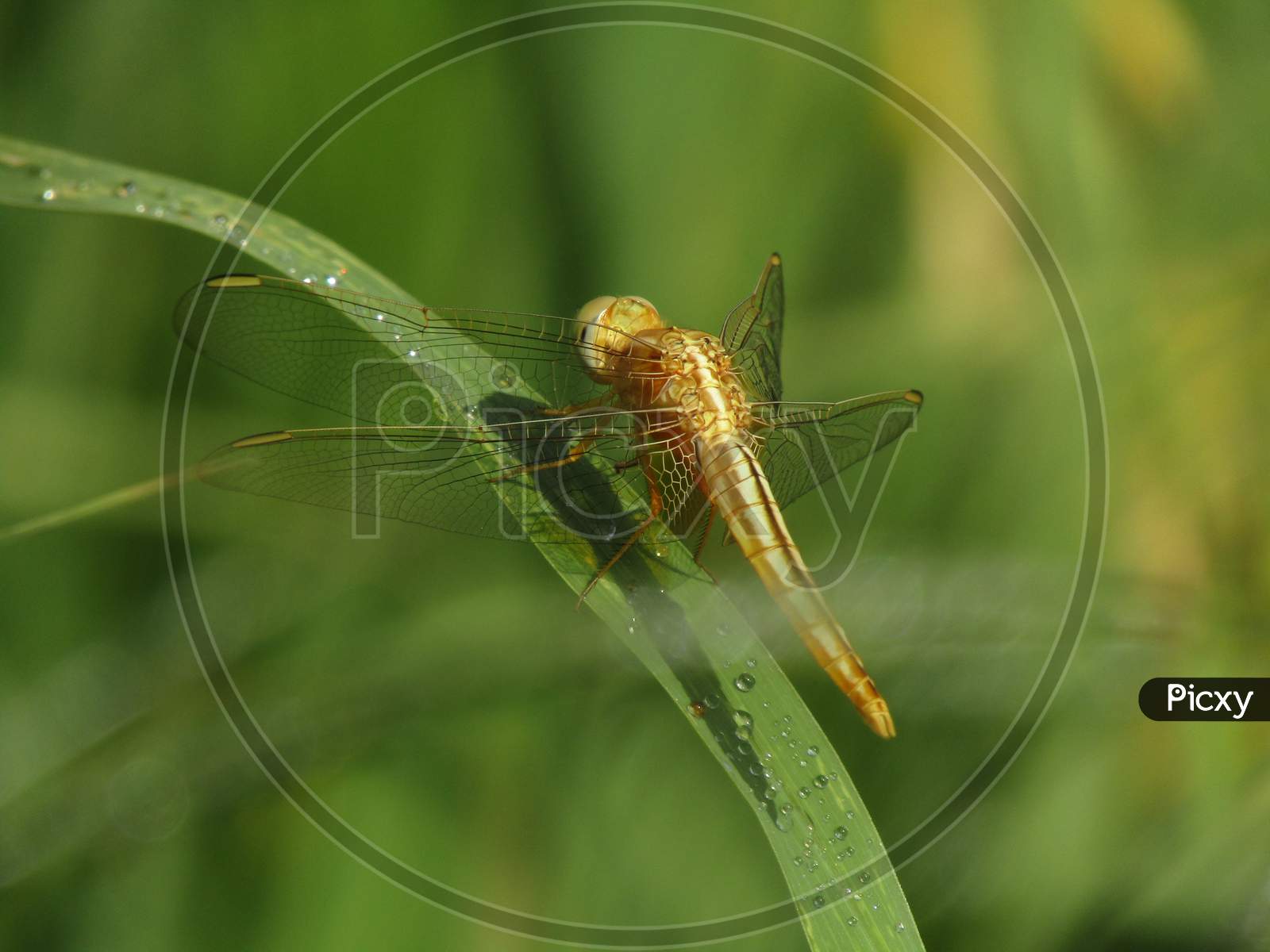 Beautiful dragonfly on green grass