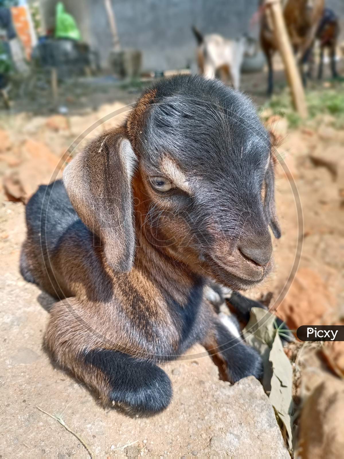 Beautiful Indian Goat Kid.
