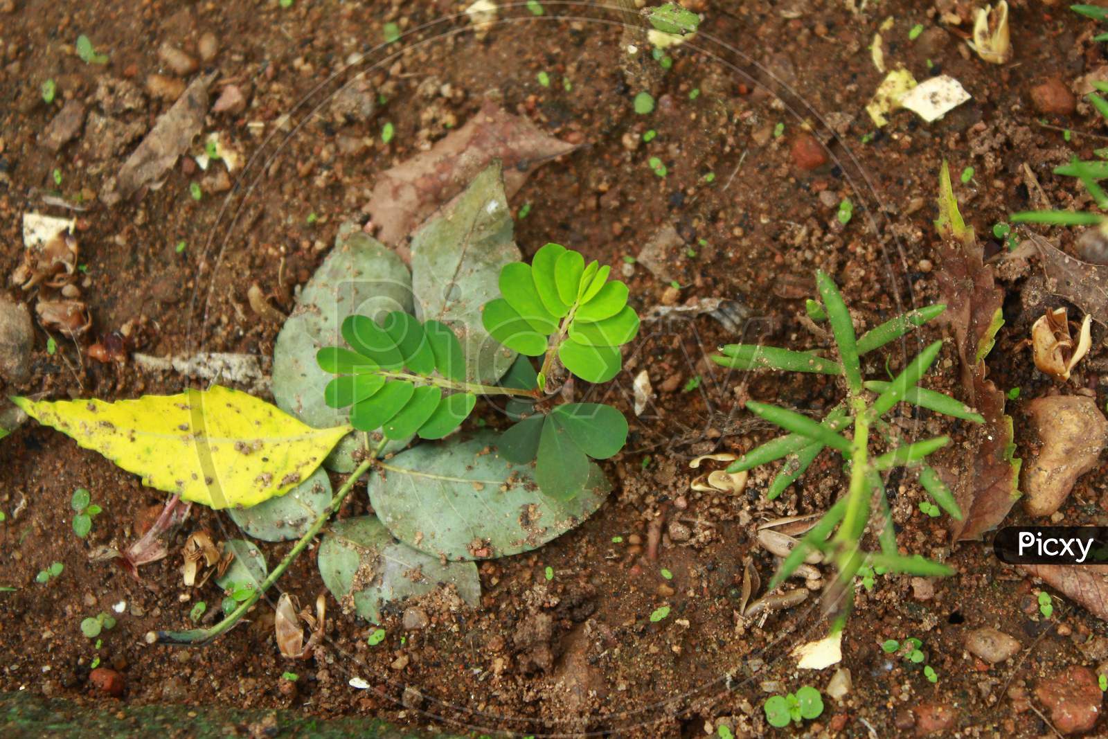 Plant of vegetable