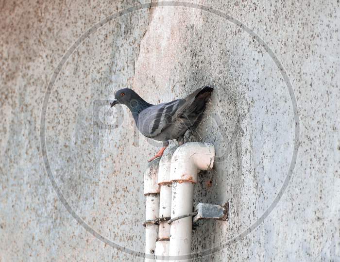 pigeon sitting peacefully on a pipe searching for food