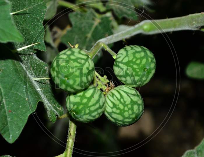Beautiful Green Fruit in the closeup