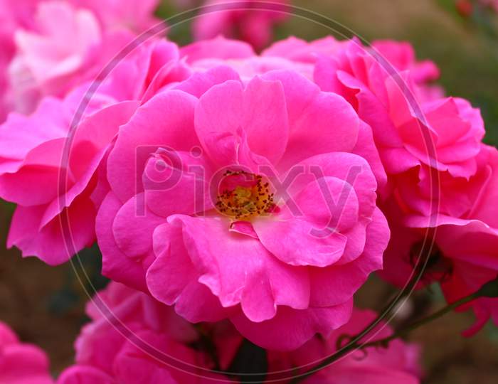 Closeup of beautiful Pink Rose Flowers
