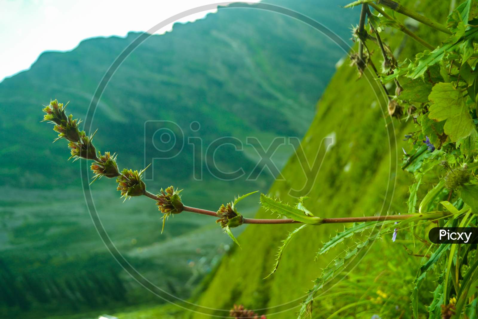 Landscape View of Mountain Himachal Prdesh