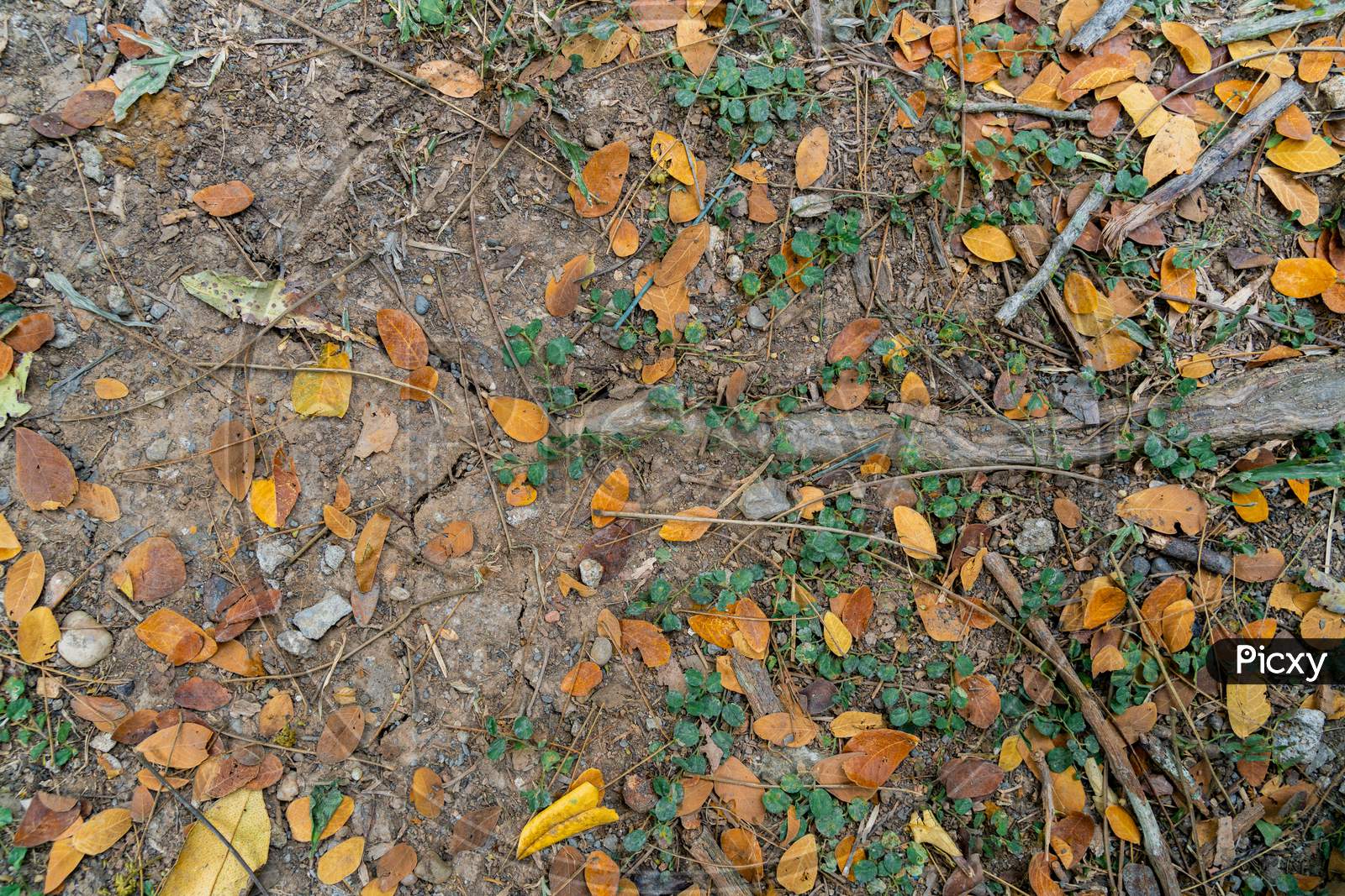 Yellow, Orange And Green Tree Leaves On The Floor Of A Forest.