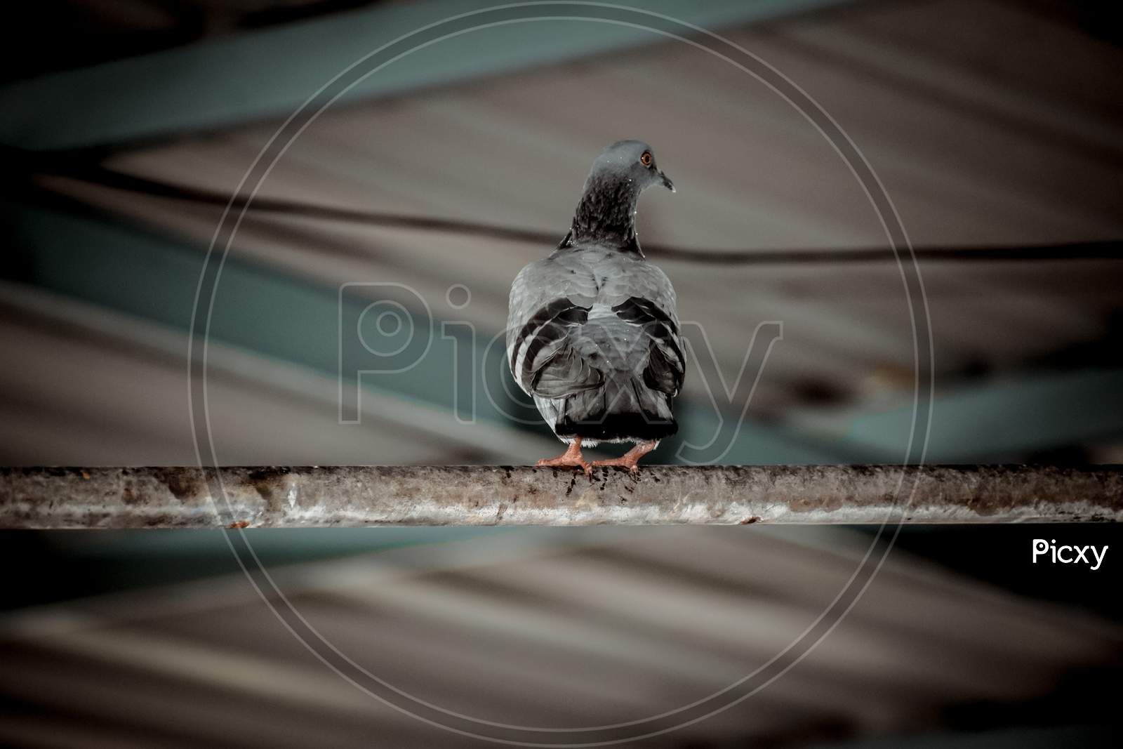 beautiful shot of pigeon from back sitting on a iron rod