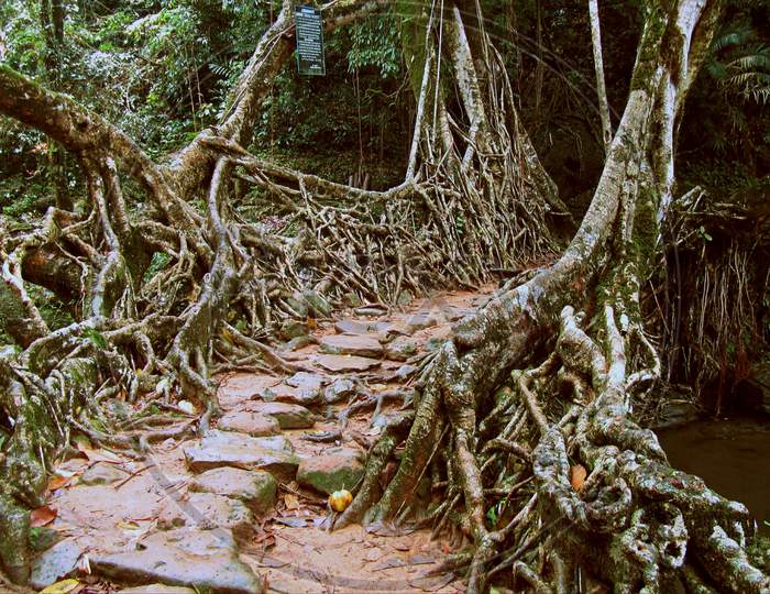 Living root bridge, Meghalaya