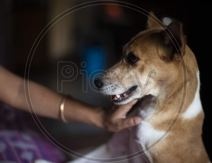 A cute Indian bread dog is being pampered by his owner in a Indian household. Indian dog and household interiors