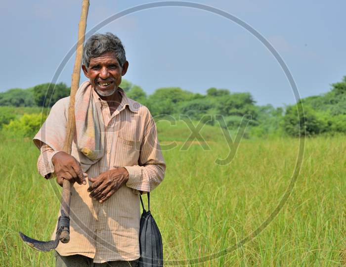 Kanpur, India - August 26, 2019 : An Indian Farmer Watching His Fields And Animals
