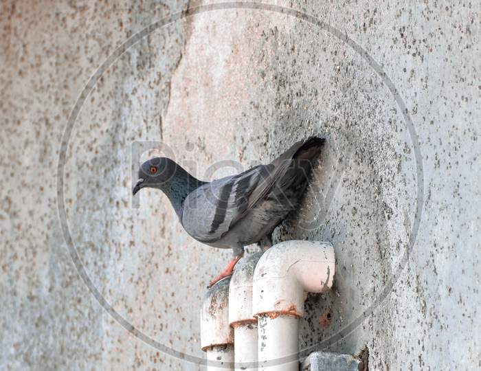 pigeon sitting peacefully on a pipe.