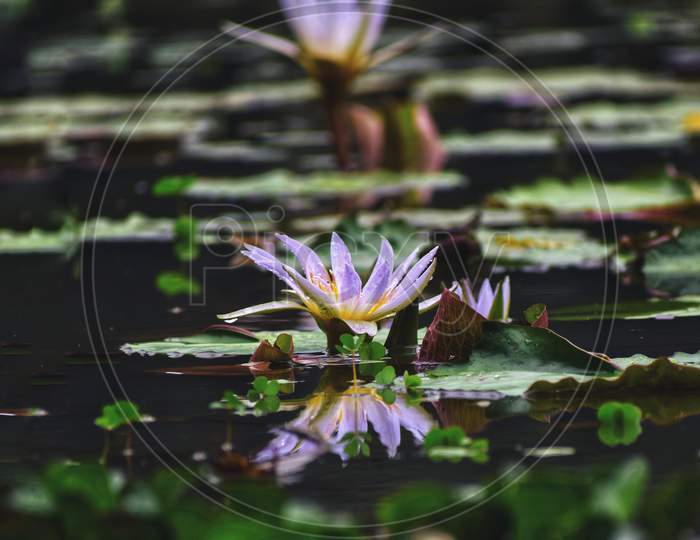 Reflection of a flower in water with several leaves in background and also in foreground.
