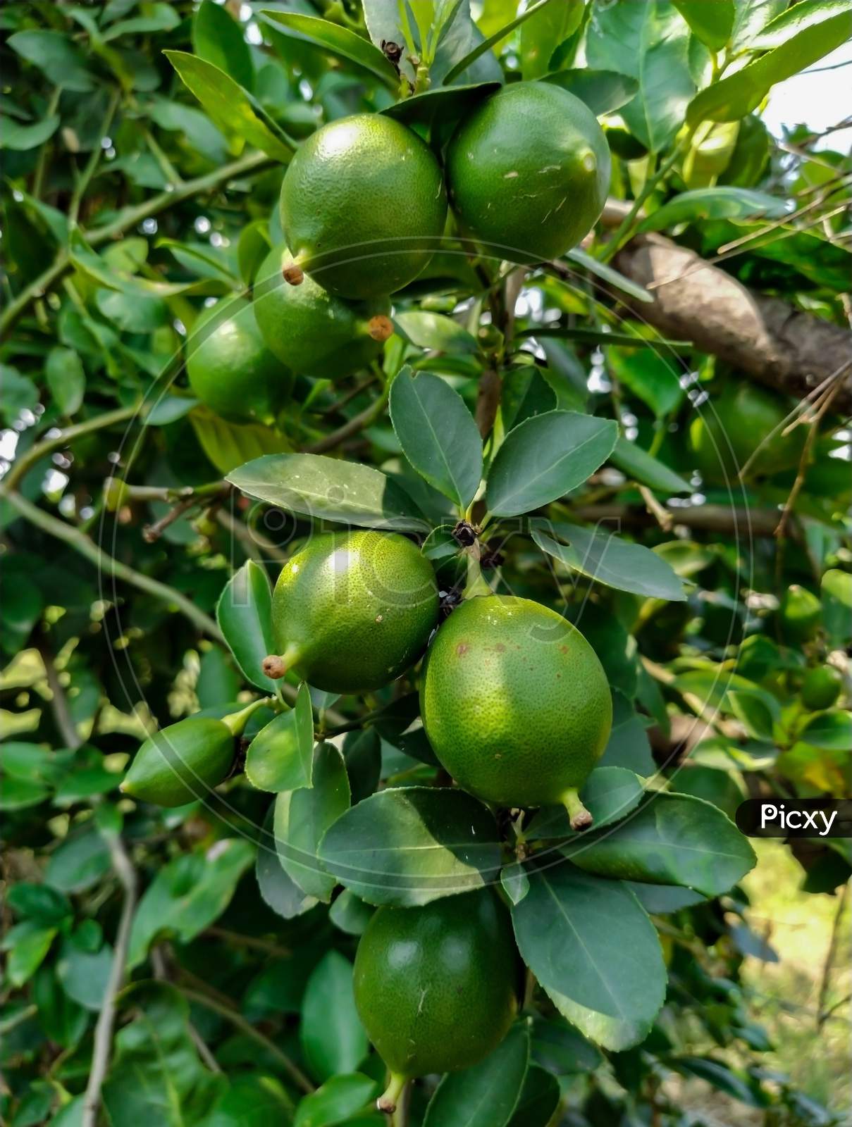 Citrus; Lemon Stock Photo - Green Citrus; Lemon