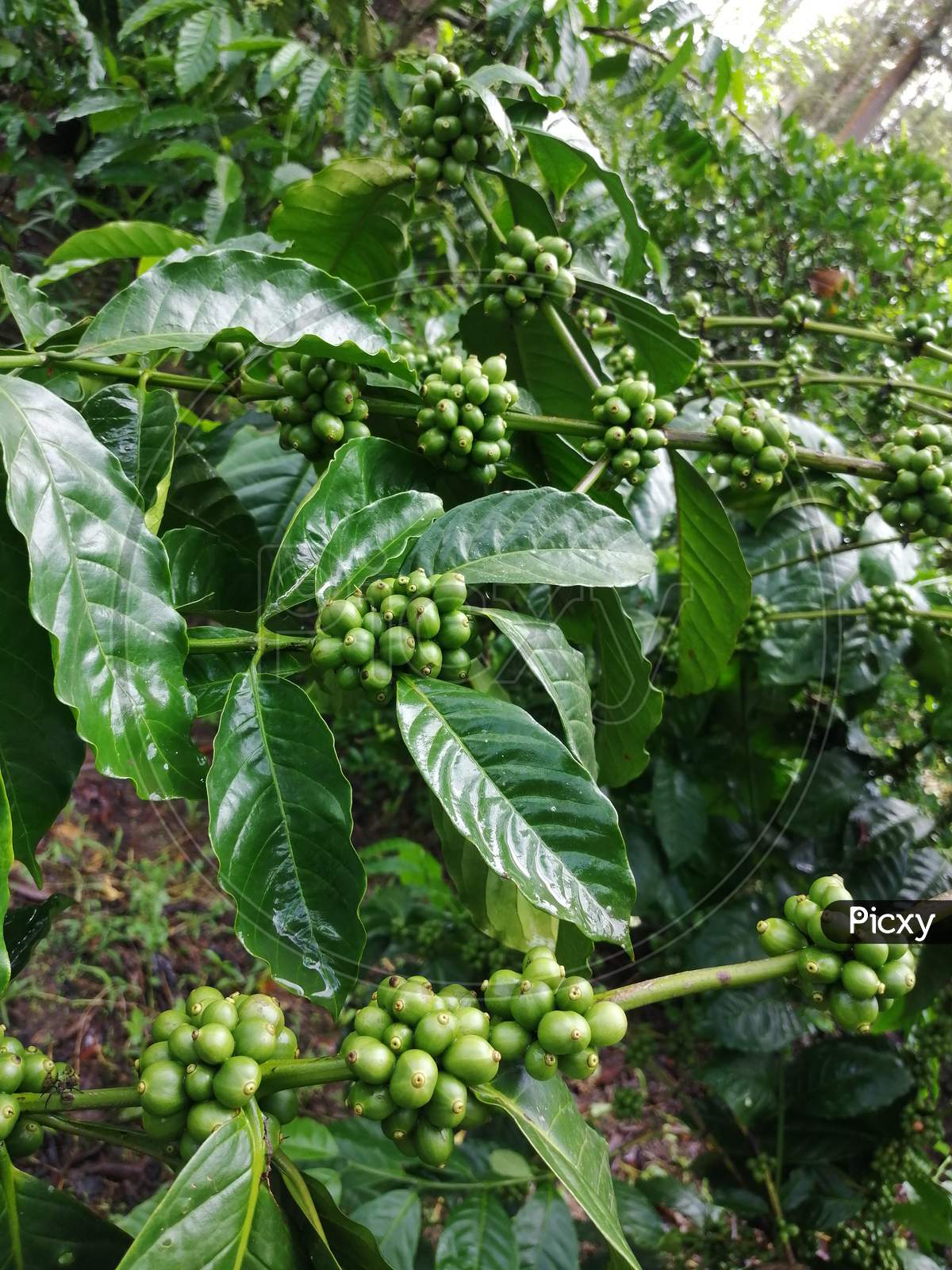 Unripe Coffee Beans Of Robusta Plant In Plantation
